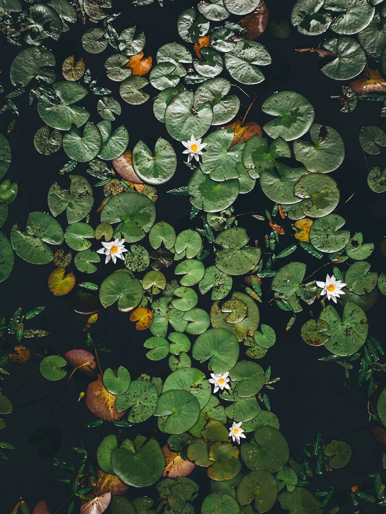 Water lilies - fotokunst von Daniel Öberg