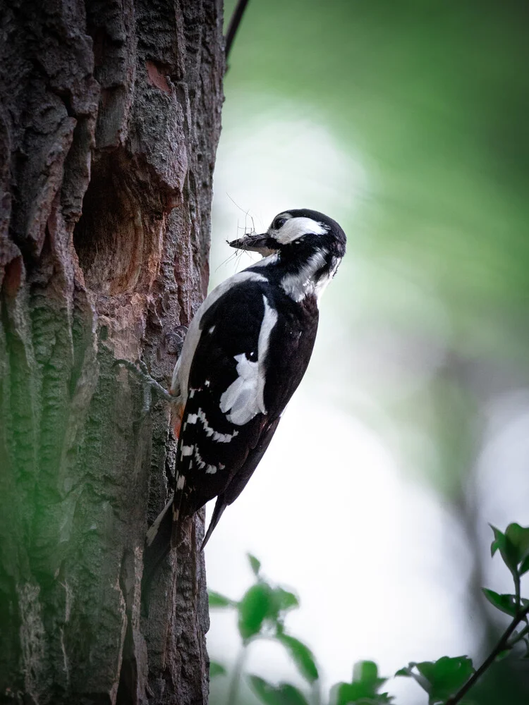 Woodpecker - fotokunst von Daniel Öberg