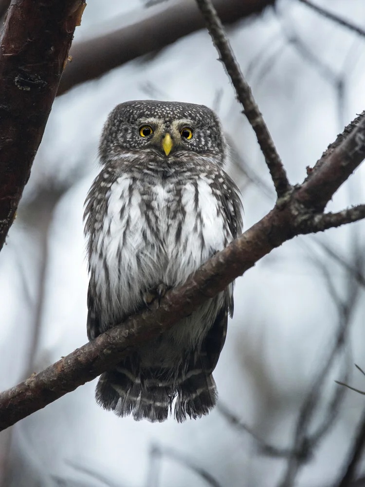 Pygmy Owl - Fineart photography by Daniel Öberg