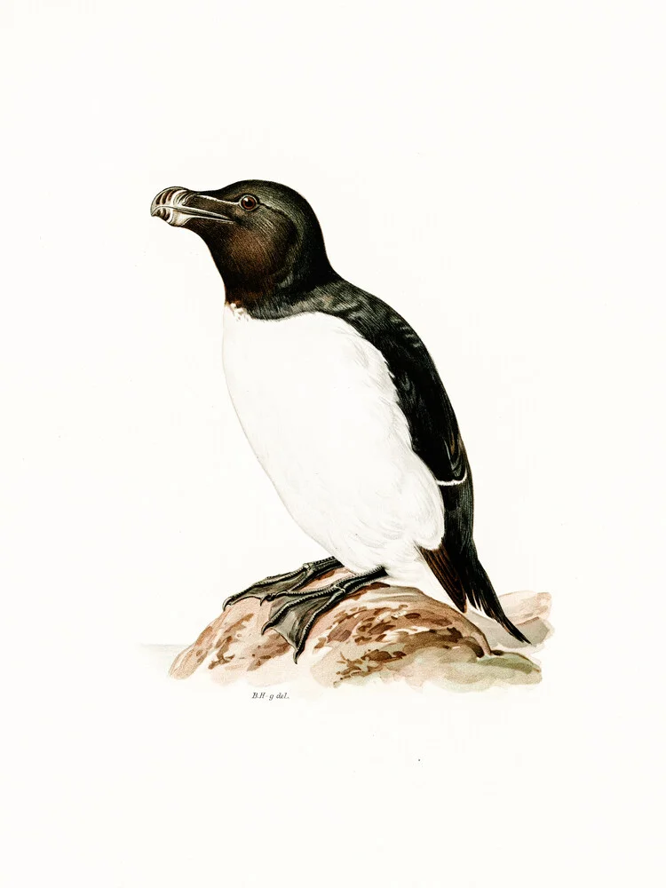 Vintage illustration razorbill - Fineart photography by Vintage Nature Graphics