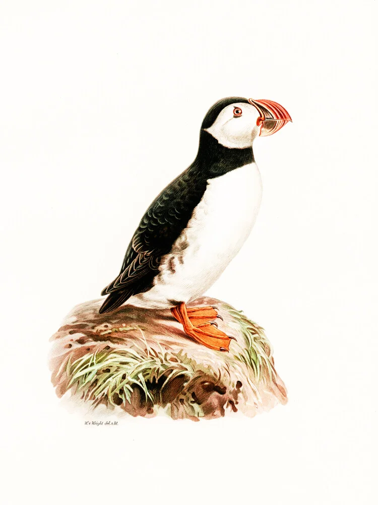 Vintage Illustration Atlantischer Papageientaucher - fotokunst von Vintage Nature Graphics