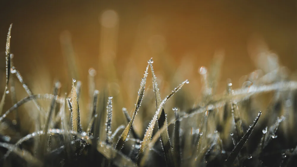 Morning Dew - Fineart photography by Marvin Walter