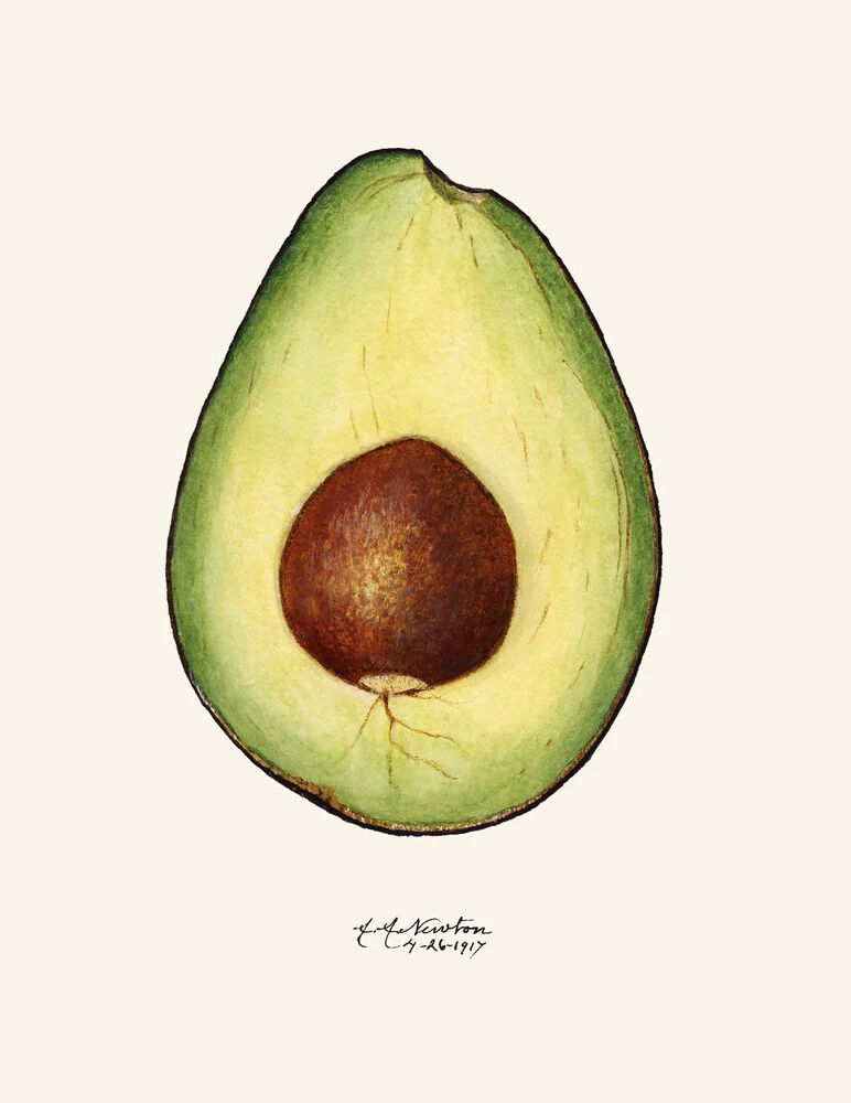 Vintage Avocado - fotokunst von Vintage Nature Graphics