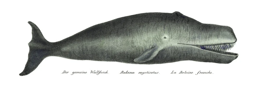 Bowhead Whale - Fineart photography by Vintage Nature Graphics