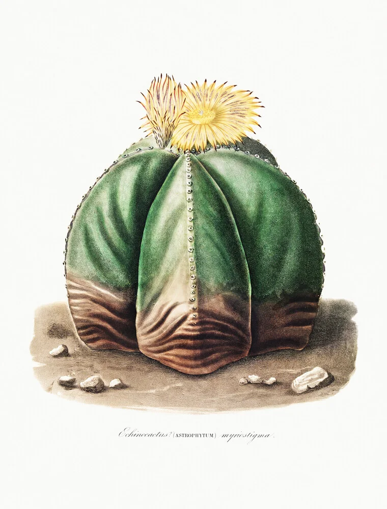 Astrophytum Myriostigma - fotokunst von Vintage Nature Graphics