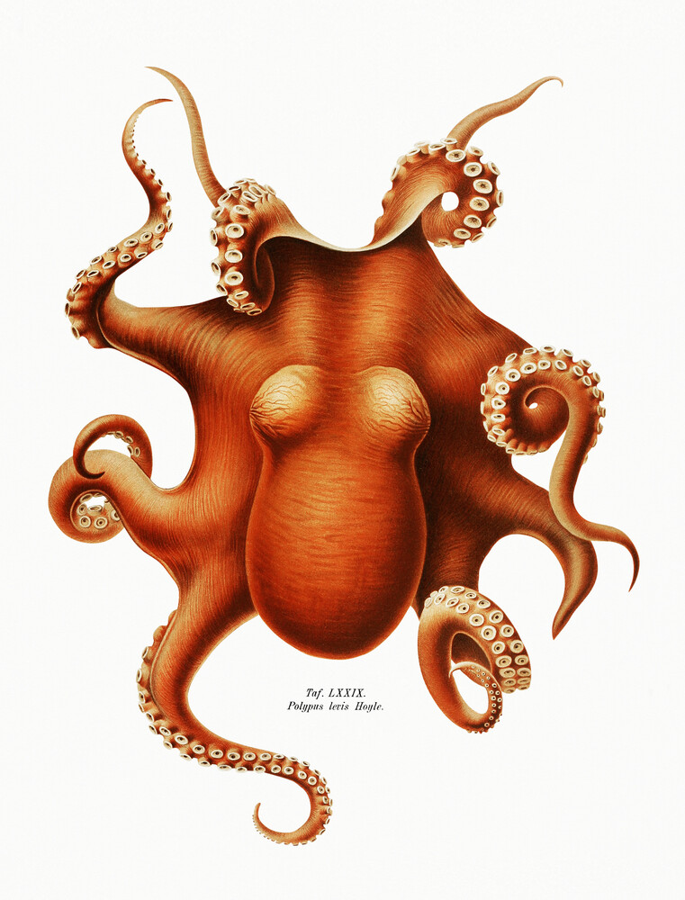 Vintage Oktopus Illustration - fotokunst von Vintage Nature Graphics