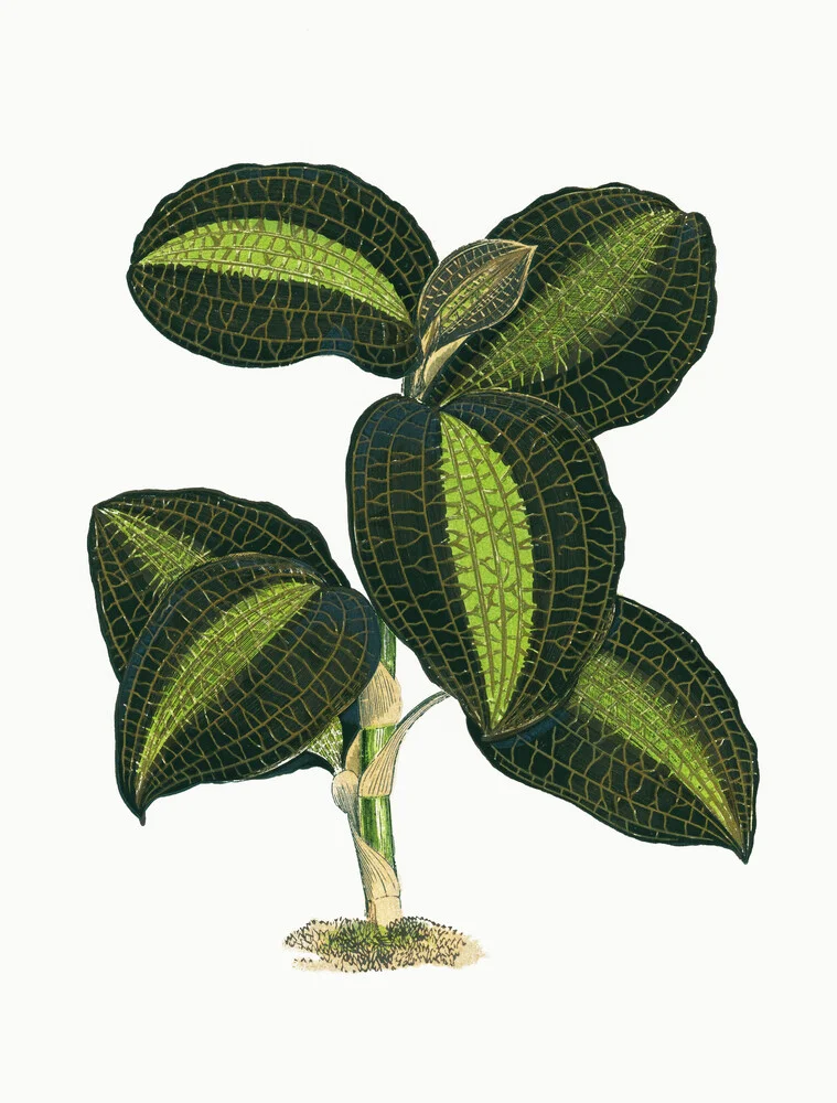 Grüne Vintage-Pflanze - fotokunst von Vintage Nature Graphics