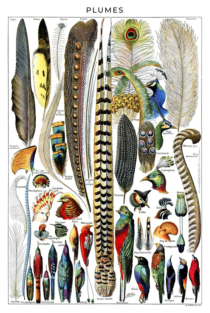 Plumes - fotokunst von Vintage Nature Graphics