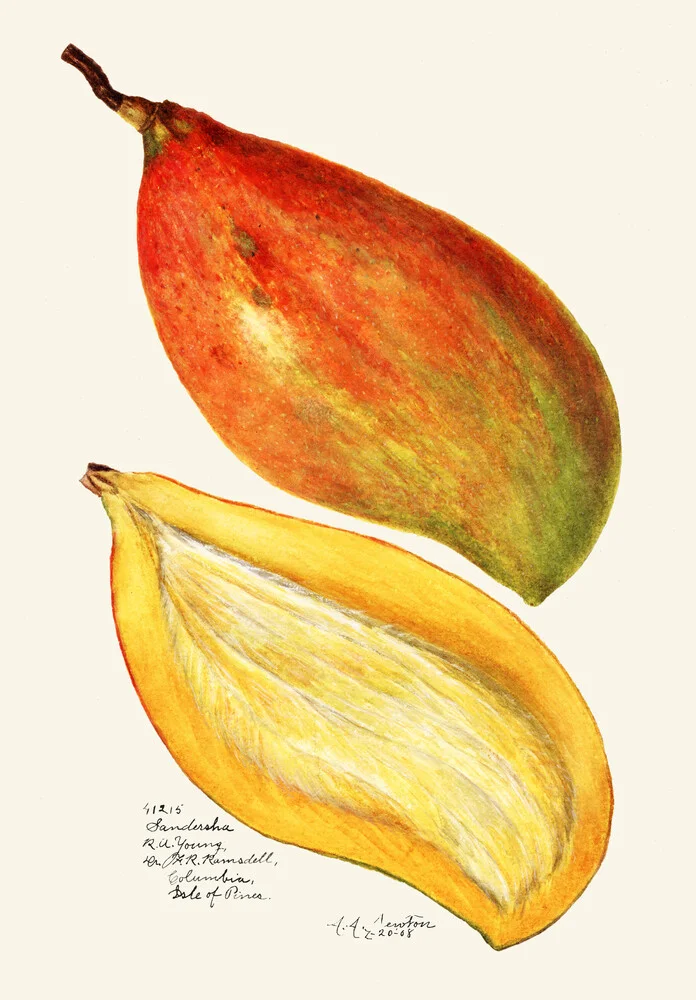 Mangos - fotokunst von Vintage Nature Graphics