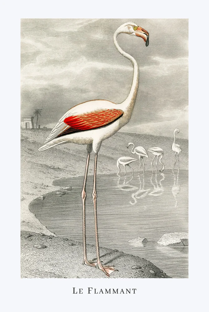 Le Flammant - fotokunst von Vintage Nature Graphics