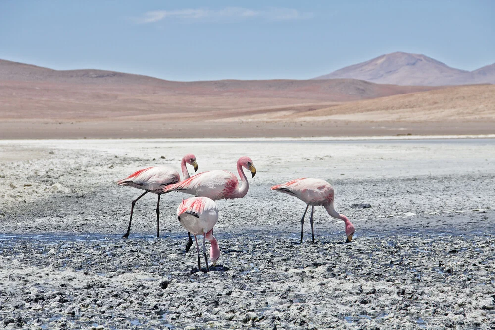 Lagoon Flamingos - fotokunst von Kay Wiegand