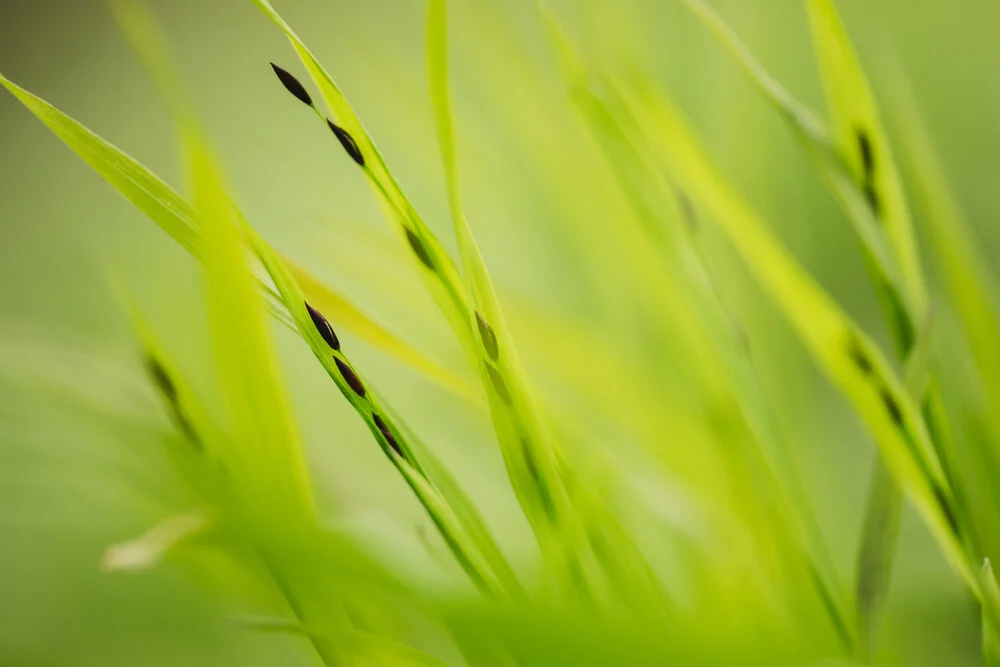 Gras mit Samen - fotokunst von Nadja Jacke