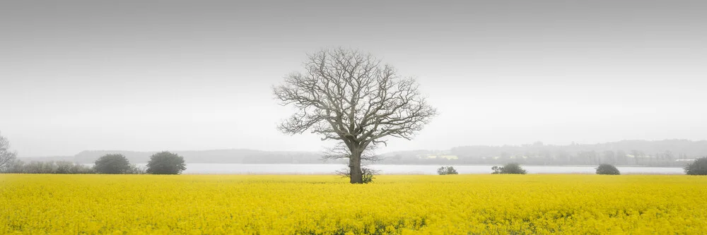 Rapeseed field - Fineart photography by Dennis Wehrmann