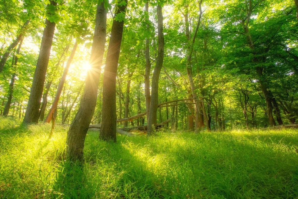 Sonnengeflutete Frühlingswälder - fotokunst von Oliver Henze