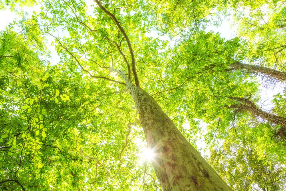 Luminous treetops - Fineart photography by Oliver Henze