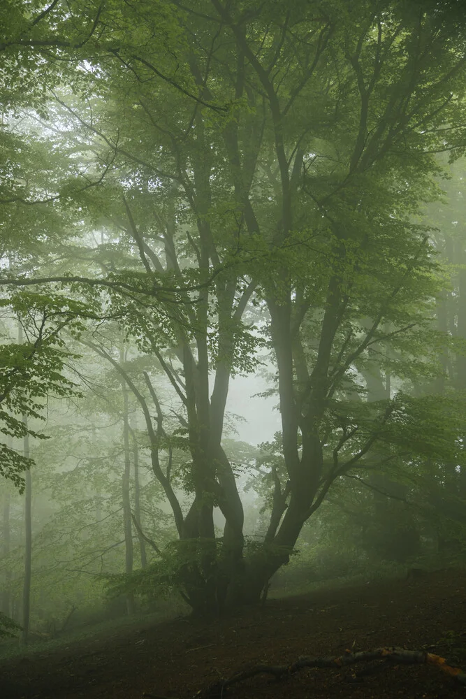 Nebel im Teutoburger Wald - fotokunst von Nadja Jacke