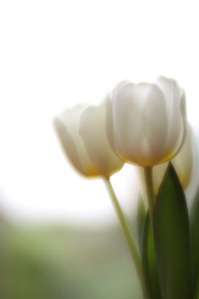 tulips - fotokunst von Steffi Louis