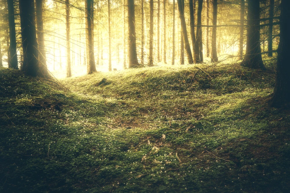 Goldener mystischer Sonnenaufgang im Wald - fotokunst von Oliver Henze