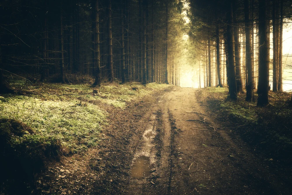 Mystisches Licht am Ende des Waldes - fotokunst von Oliver Henze