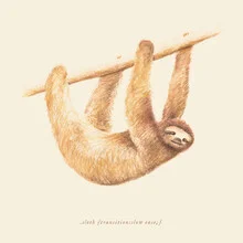 Illustration of a sloth relaxing in a tree.