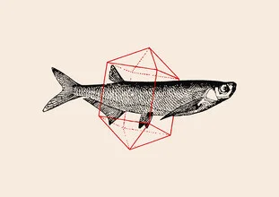 Illustration by Florent Bodart: geometric fish representation in soft colors