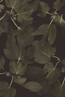 Florent Bodart, Botanical Night (Germany, Europe)