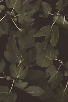 Illustration by Florent Bodart: Botanical Night with stylized leaves