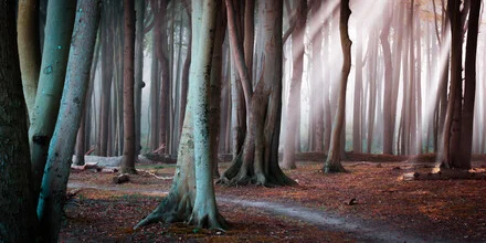 Photo of a misty forest path with dark trees in the ghost forest