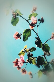 Atelier Posters, BLOOM & BEAUTY (Italy, Europe)