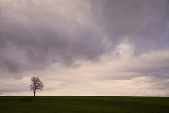 Lonely tree under a clear sky, surrounded by soft clouds.