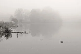 Floating fog over water with a calm duck in the foreground