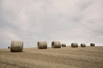 Field photo by Lena Weisbek: peaceful summer landscape with green hay