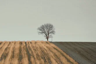 Photo by Lena Weisbek: calm green autumn landscape featuring a lone tree