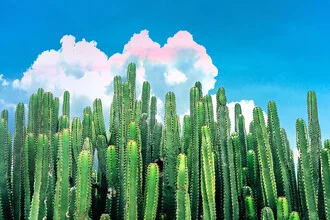 Illustration by Uma Gokhale: colorful cactus landscape with a summery feel