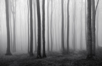 Nina Papiorek, Ghost Forrest #02 (Germany, Europe)
