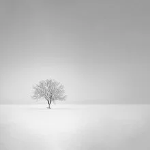Wall art by Nina Papiorek: minimalist snow-covered tree in winter