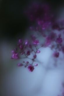 Steffi Louis, babys breath (Germany, Europe)