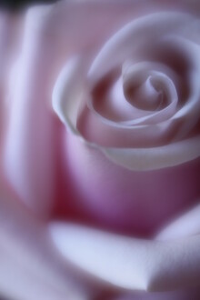 Steffi Louis, rose (Germany, Europe)