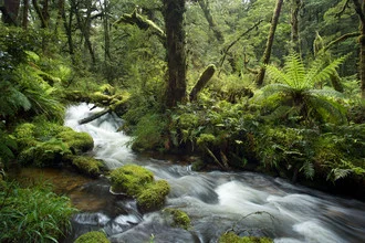 Photo art by Stefan Blawath: moss-covered ferns and water in the New Zealand rainforest.