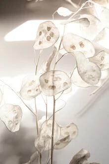 Photo art by Mareike Böhmer: soft leaves in natural light