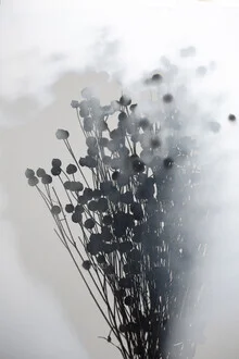 Photo art by Mareike Böhmer: delicate flax plants in soft beige tones