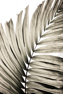 Mareike Böhmer, Palm Leaves 21 - Deutschland, Europa)