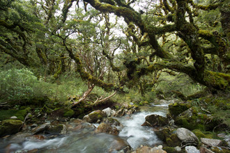 Stefan Blawath, Im Ur-Wald von Neuseeland - Neuseeland, Australien und Ozeanien)