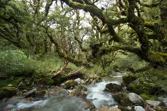 Forest landscape in New Zealand: lush green, waterfall, and gentle light reflections