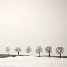 Photo art by Lena Weisbek: minimal portrayal of trees in winter
