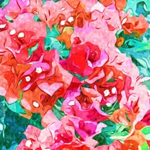 Illustration by Uma Gokhale: vibrant bougainvillea in colorful hues