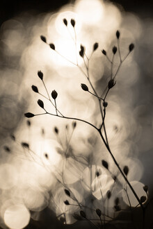 Mareike Böhmer, Sun Silhouettes 1 - Deutschland, Europa)