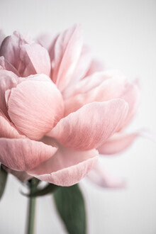 Mareike Böhmer, Peony 3