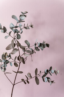 Mareike Böhmer, Eucalyptus 12