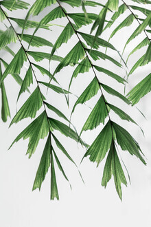 Mareike Böhmer, Summer Branches 3